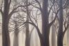Nella nebbia